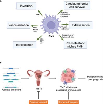 High-Grade Endometrial Stromal Sarcoma: Molecular Alterations and Potential Immunotherapeutic Strategies